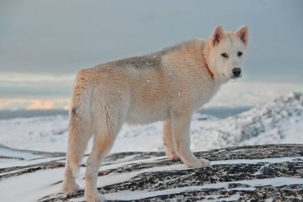 Гренландская собака фото