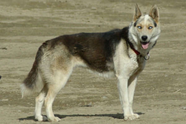 Сибирская ездовая собака Сеппала фото